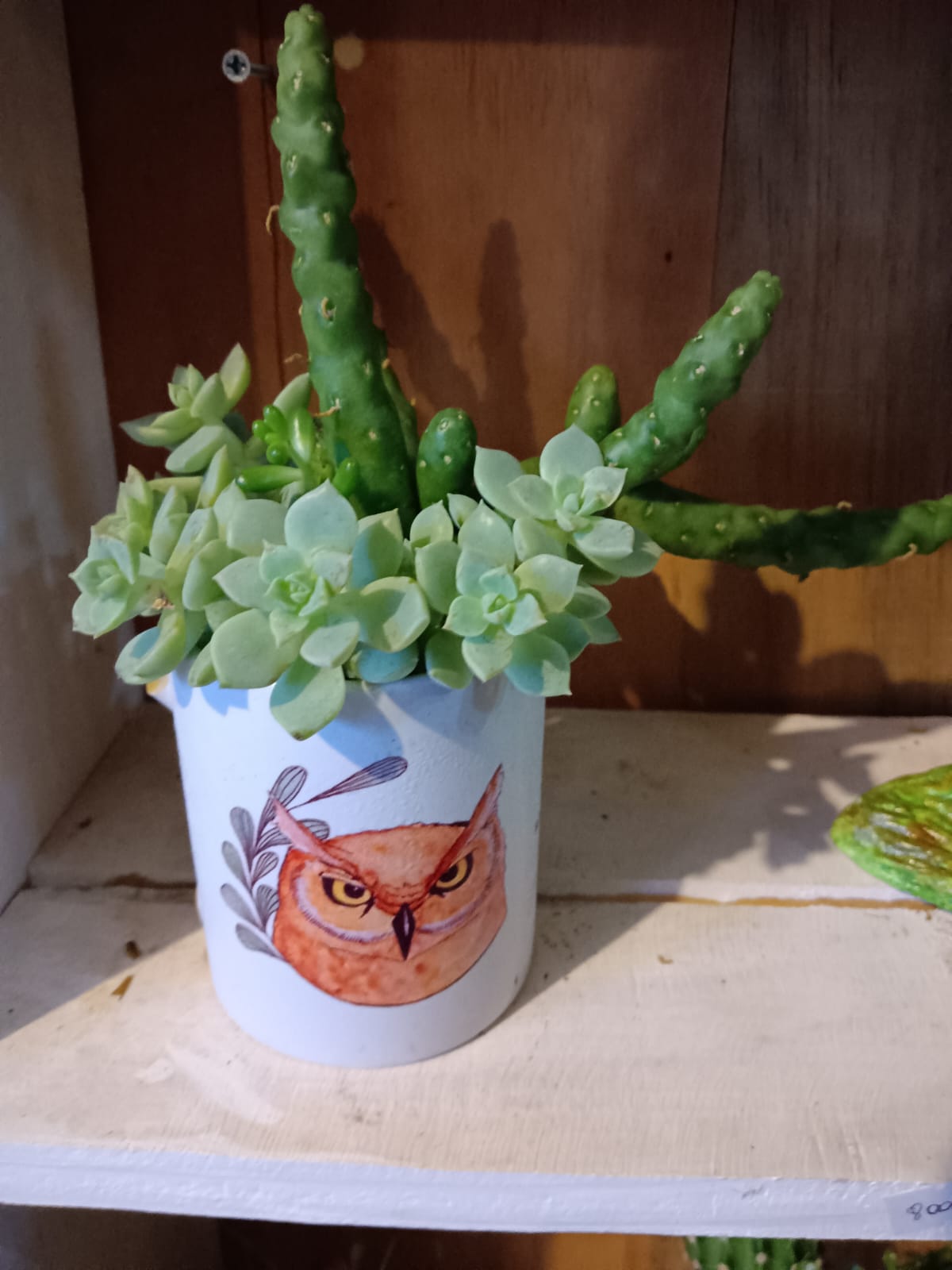 Suculenta en tazón con Chuncho pintado a mano.