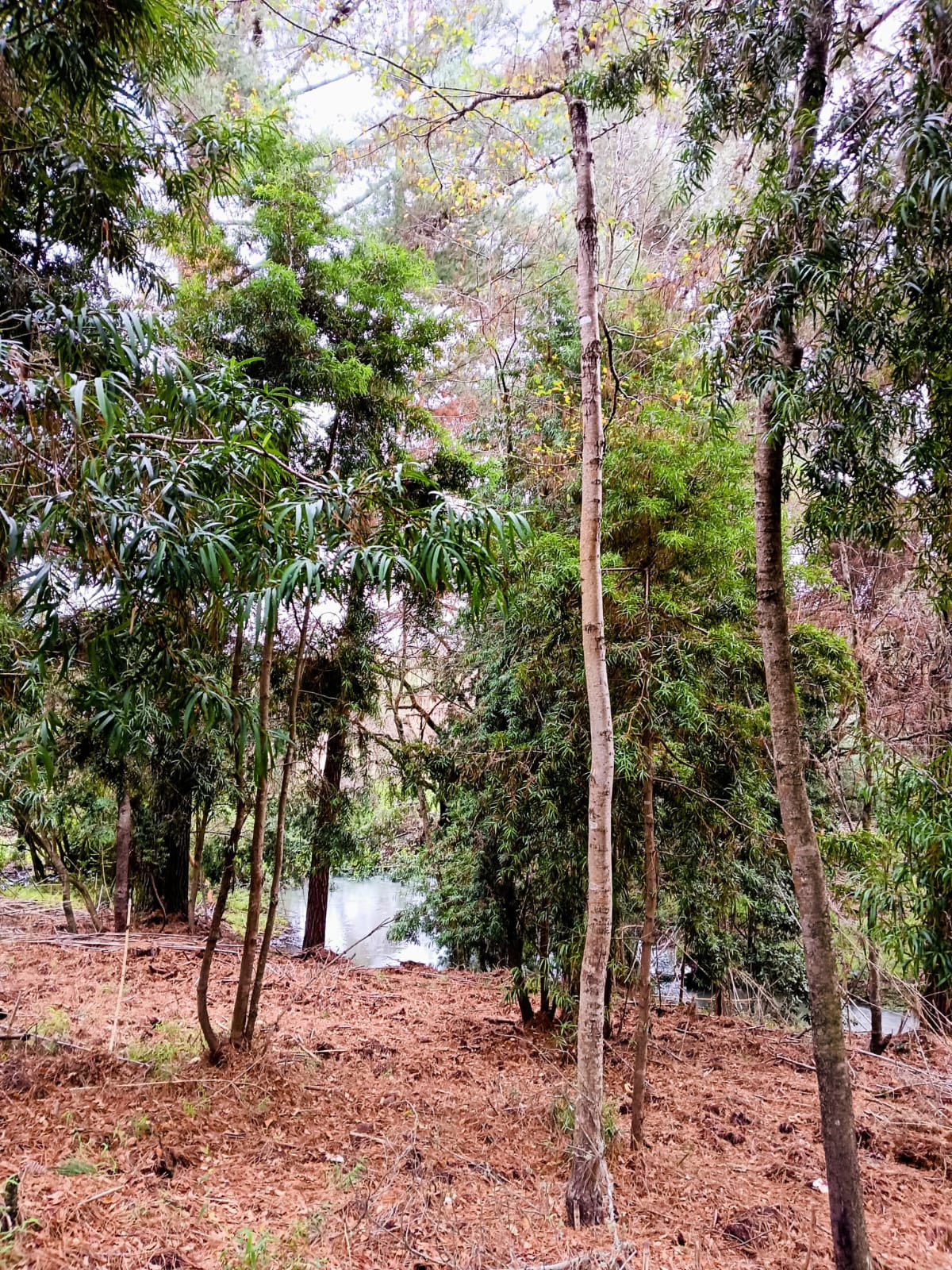 Bosque joven de Hualles y nativos. 
            
