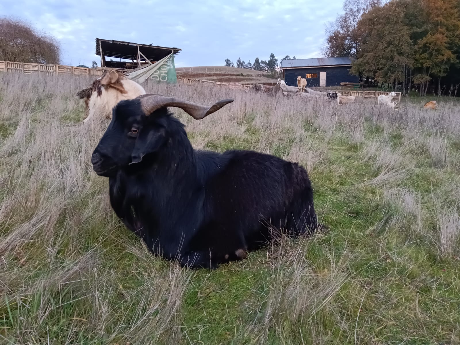 El macho alfa de la manada de cabras
            