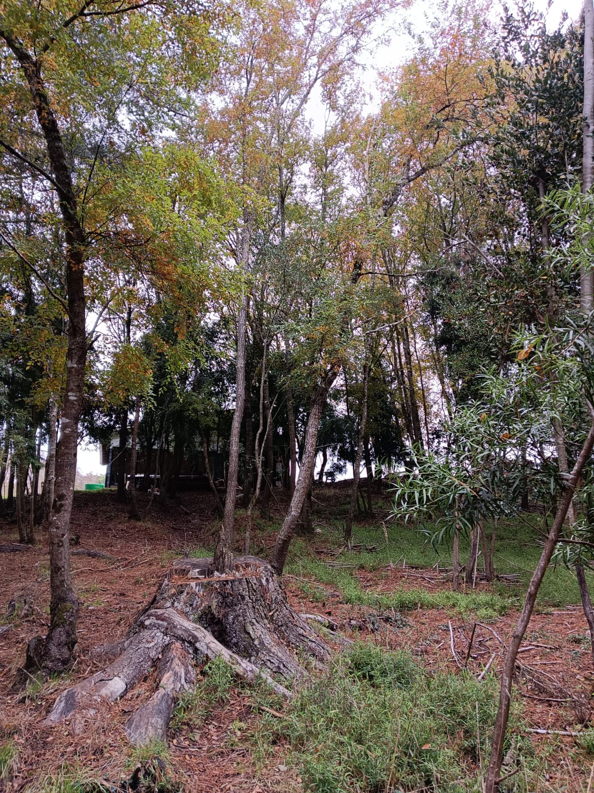 Vista desde el bosque hacia la casa taller de Liz