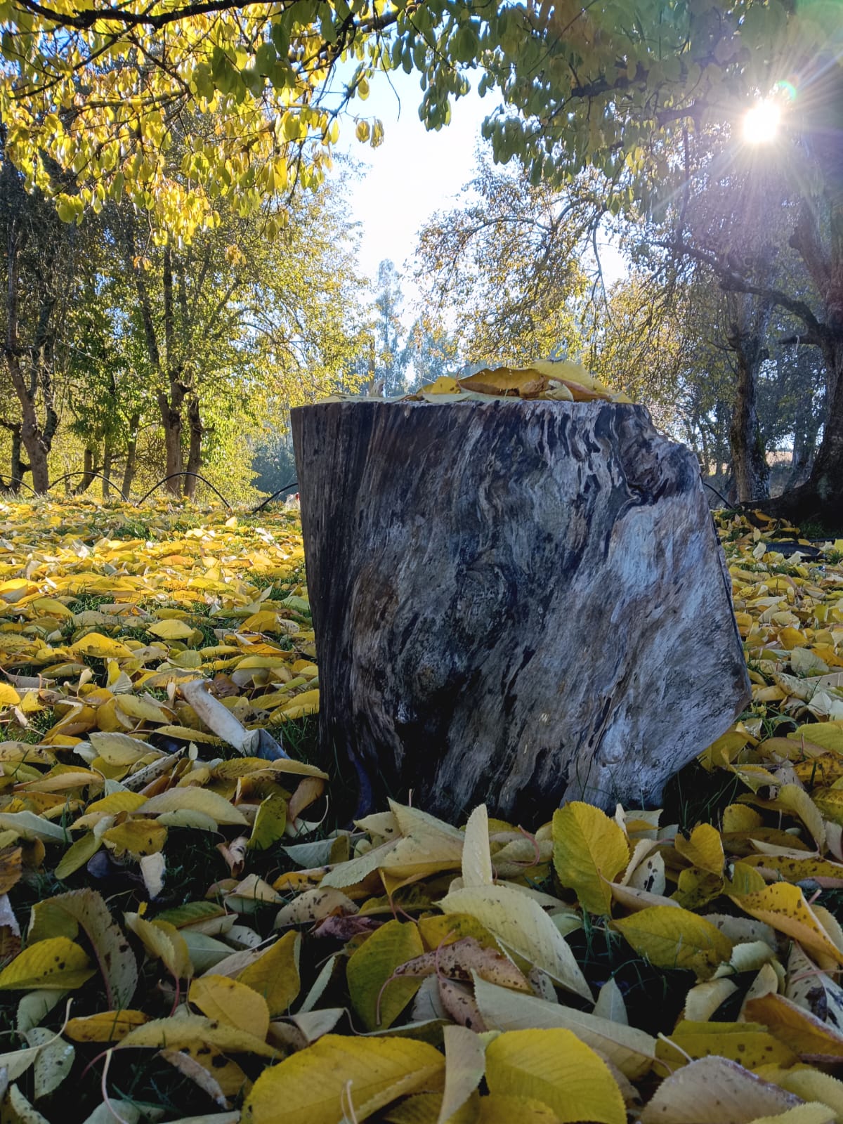 Primera helada del año 2024 y el sol derretía cada hoja congelada cayendo al pasto y produciendo una suave melodía.