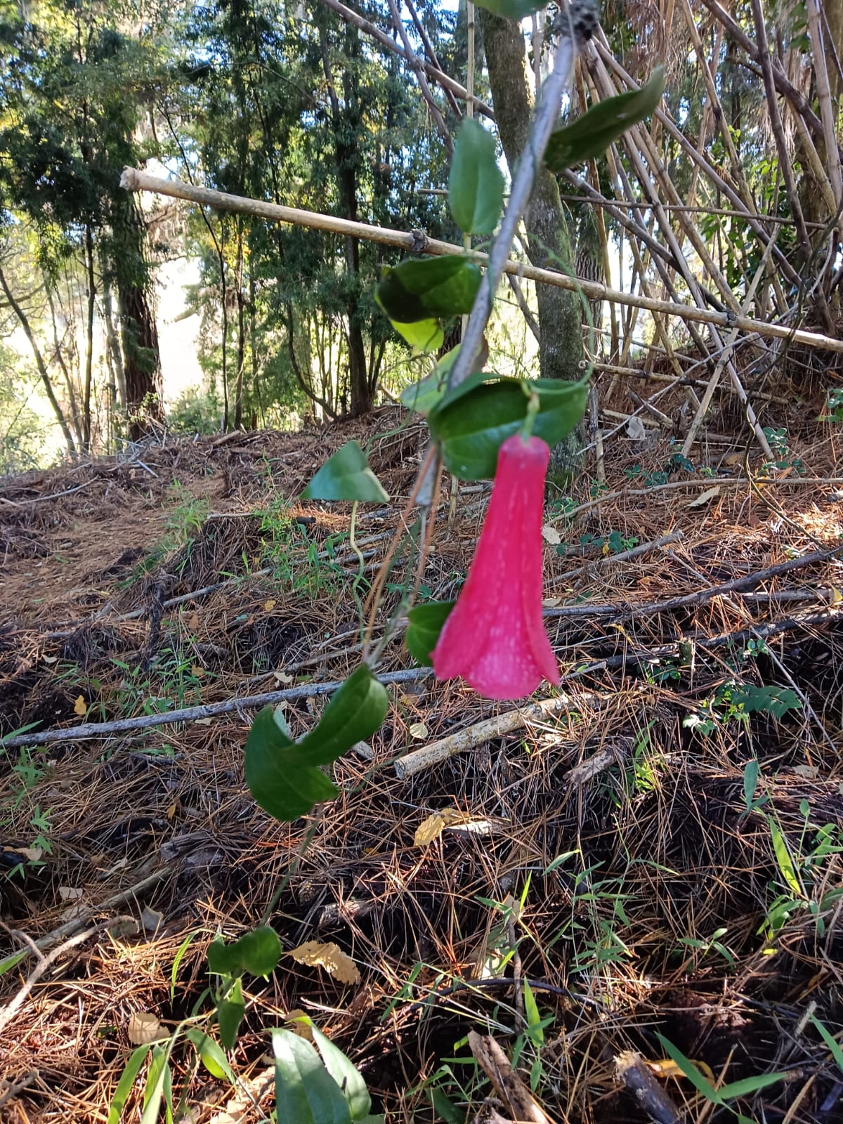 Copihue adentro del bosque.