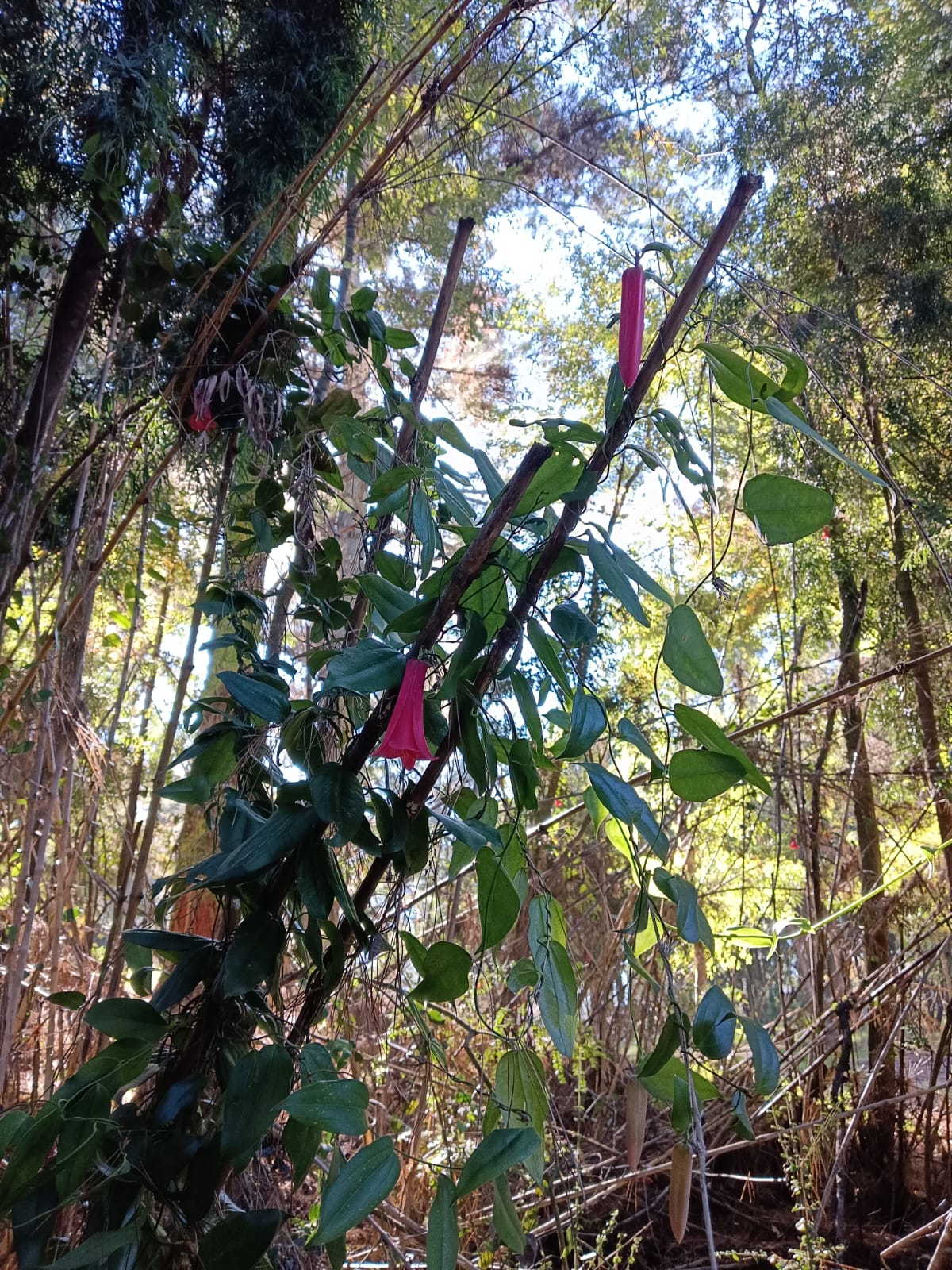 Copihue. 
            